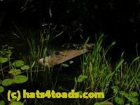 /home//u458753944/public_html/sourcegallery/////////////////////Frogs/More bullfrogs/DSCN5490.JPG